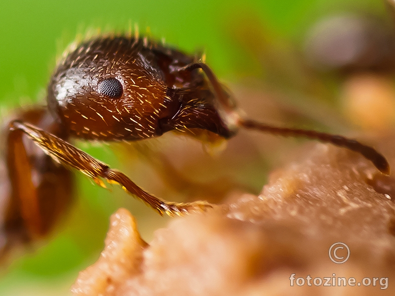 mali crveni mrav voli čokoladu