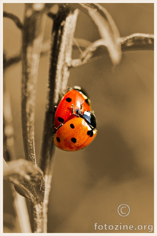 ladybugs in love...