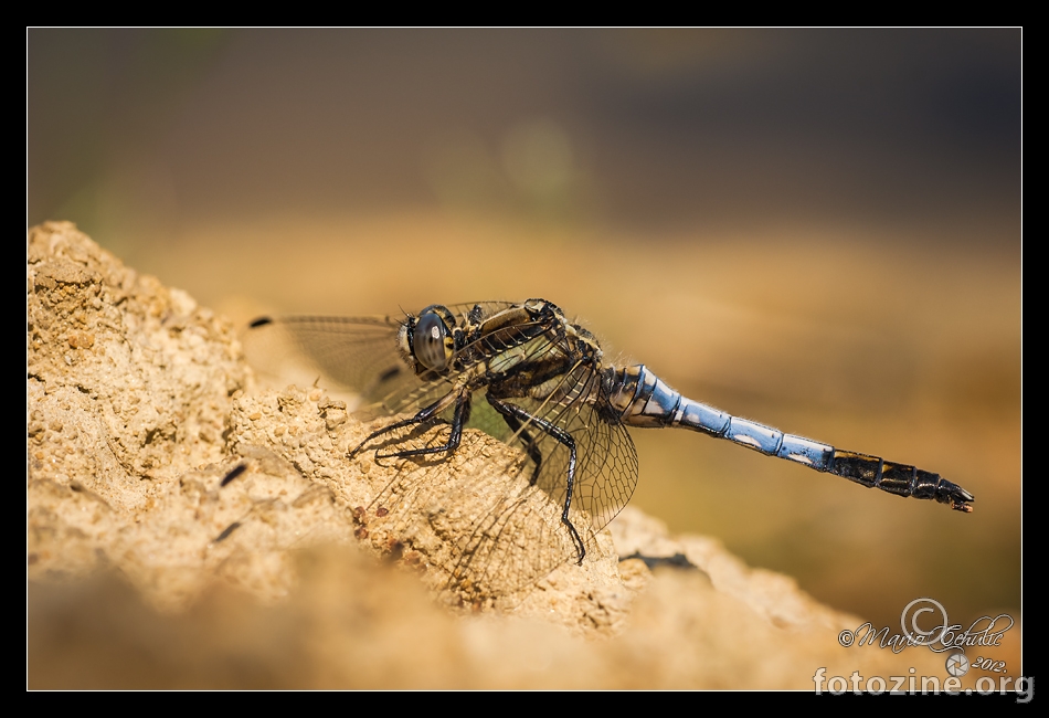 Orthetrum cancellatum blue dragonfly