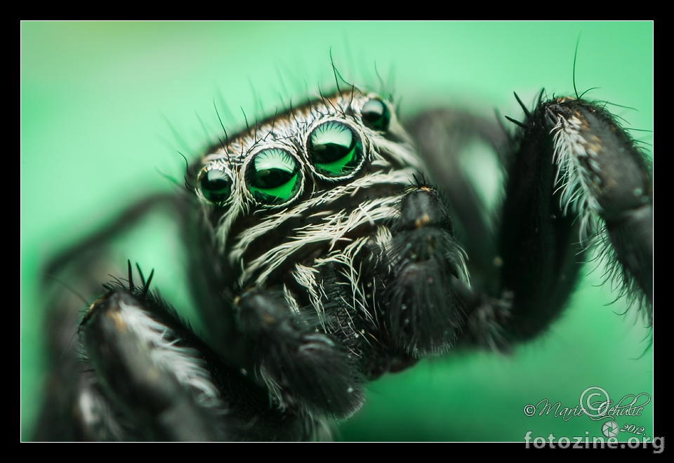 Evarcha arcuata male jumping spider portrait