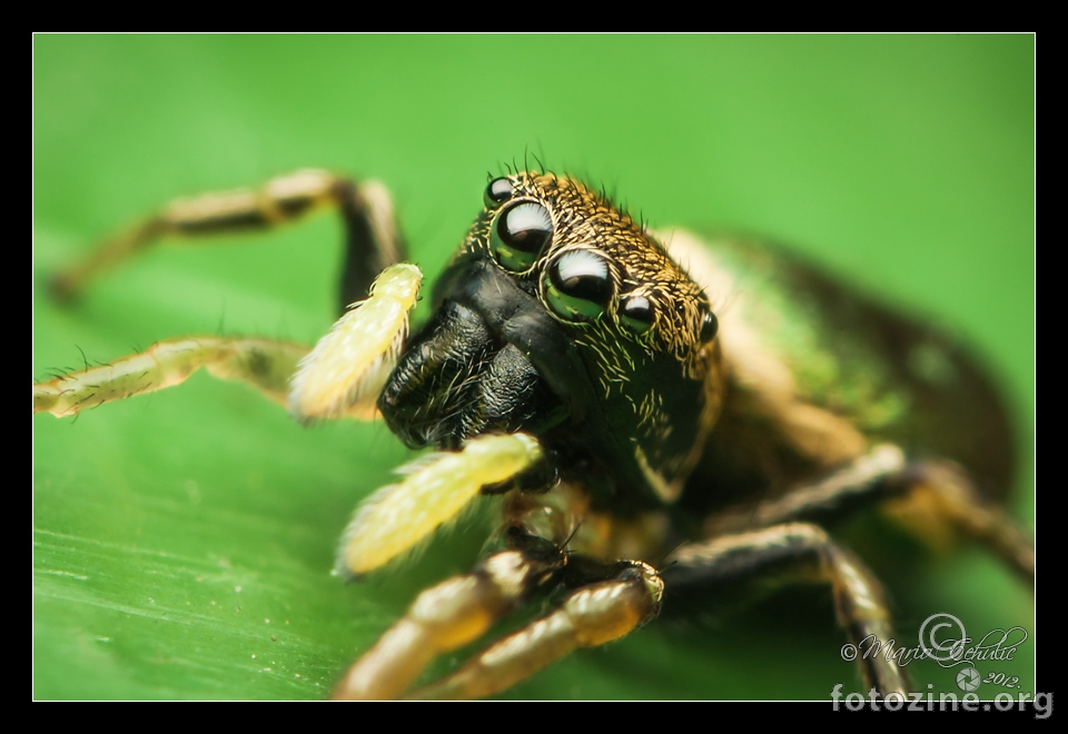 Heliophanus auratus female jumping spider