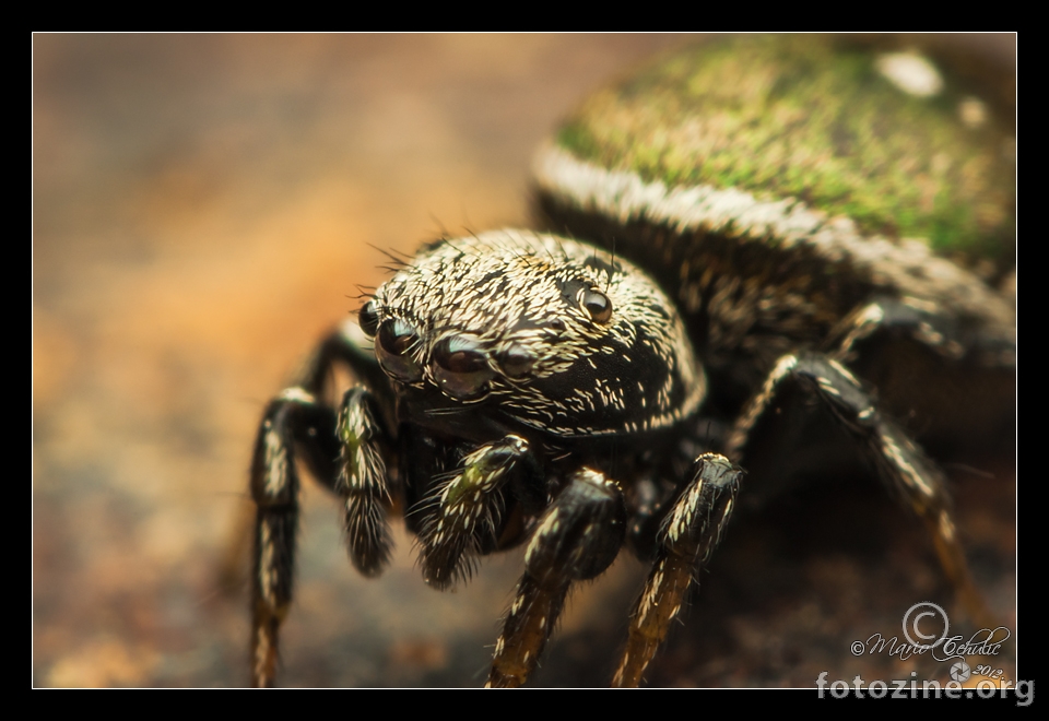 Heliophanus auratus female jumping spider