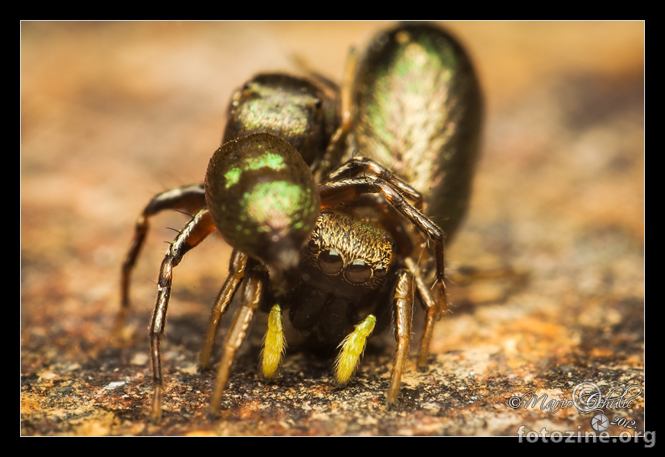 Heliophanus auratus jumping spider mating