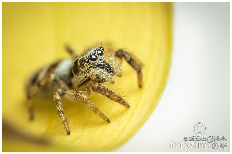 Salticus mutabilis male jumping spider