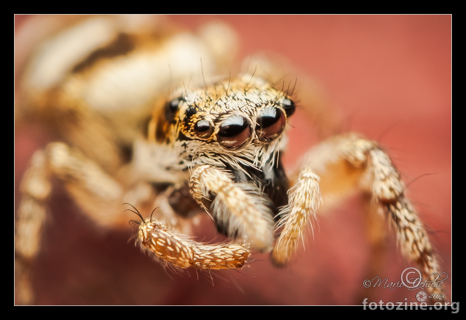 Salticus scenicus female jumping spider