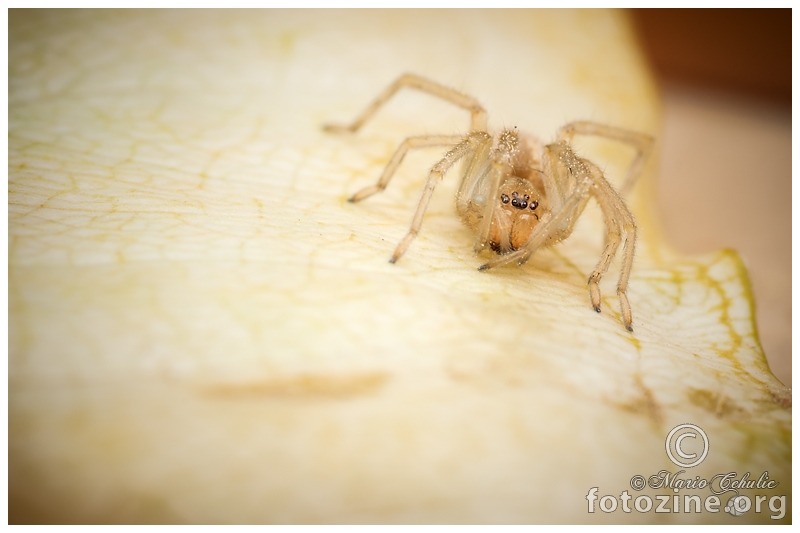 Cheiracanthium Mildei yellow sac spider (Miturgidae family)