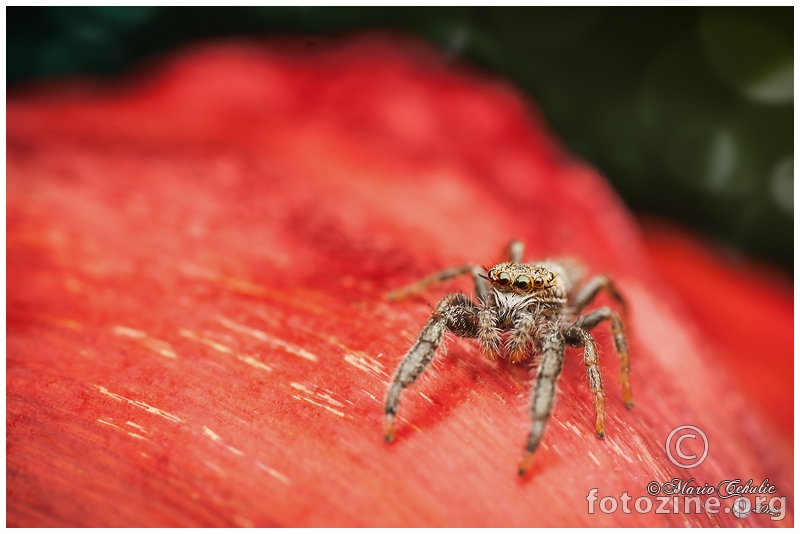 Mendoza canestrinii male jumping spider