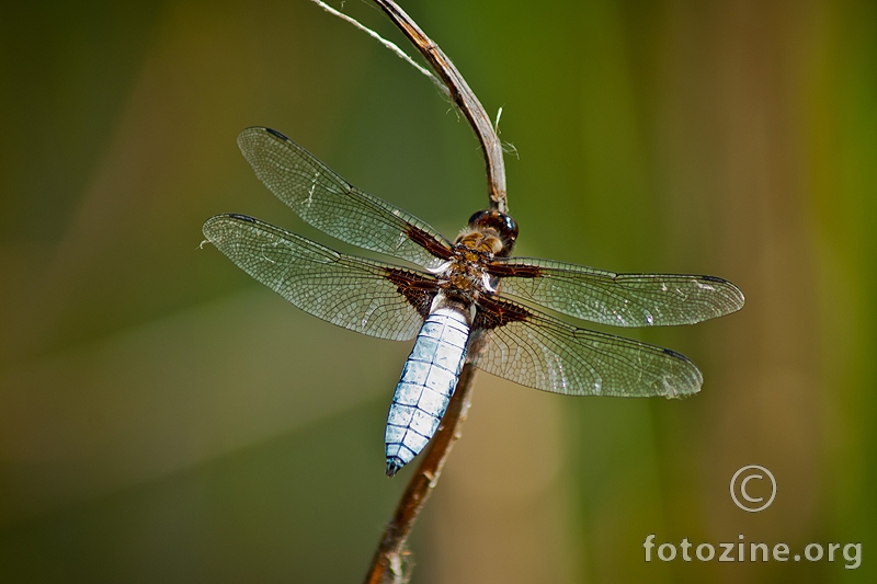 dragonfly-3