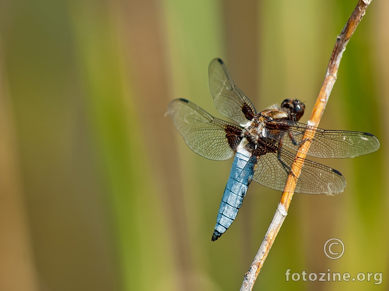 dragonfly-5