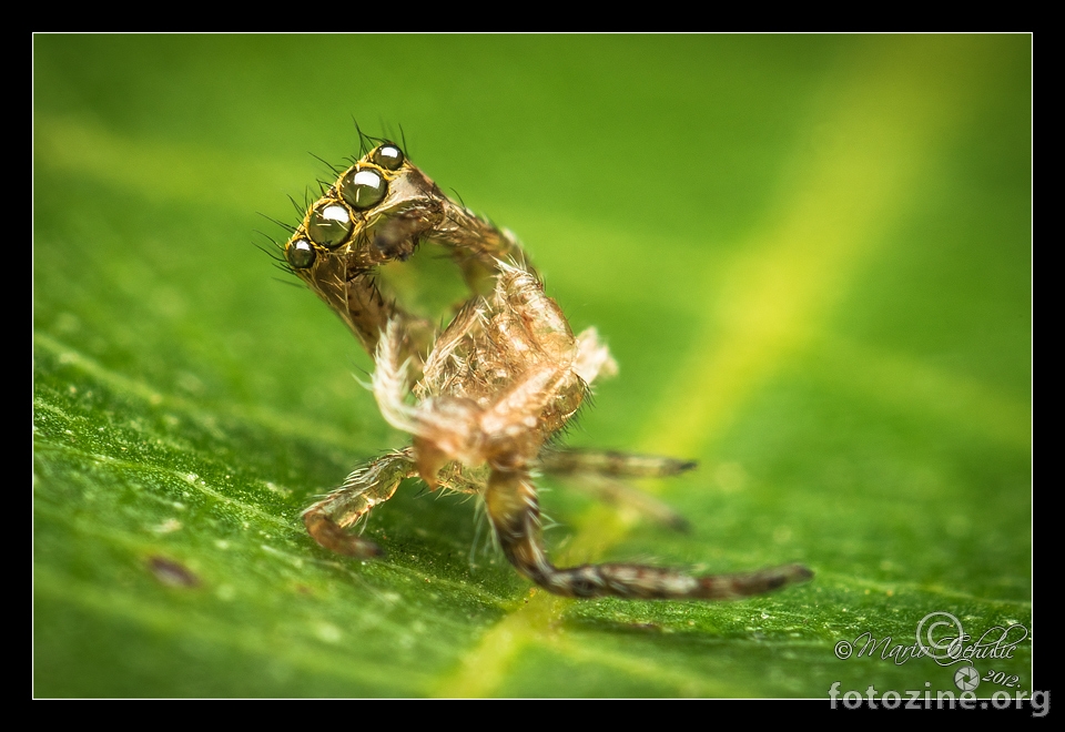 Košuljica ženke Pseudeuophrys erratica pauka skakača