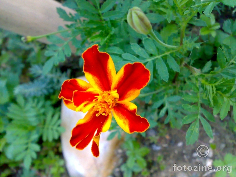 Makedonski cvijet :)