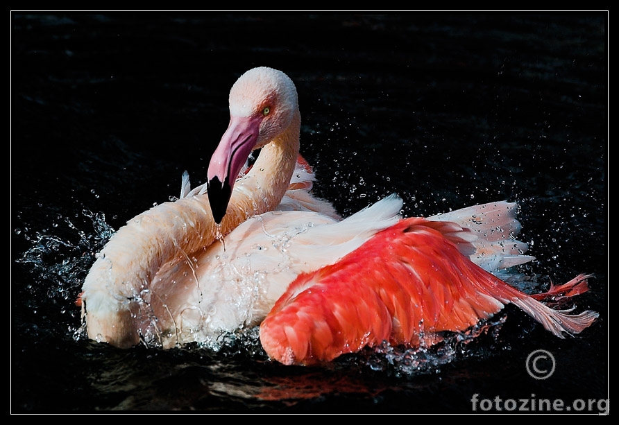 Bijeli Flamingo