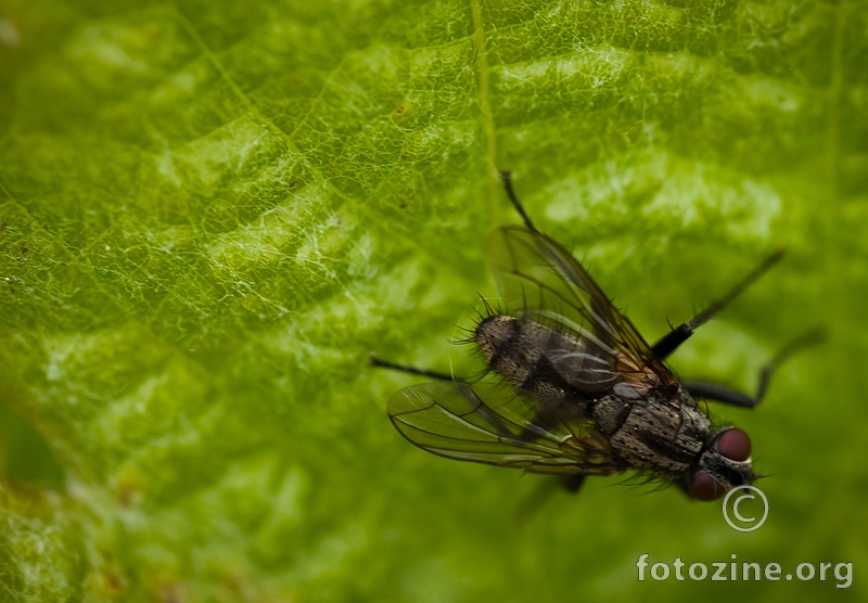 an ugly fly