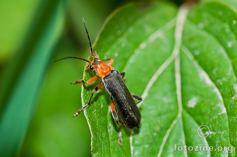 an orange head bug