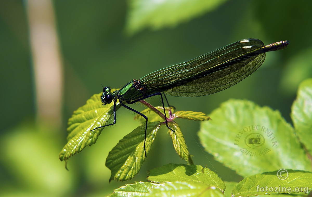 Konjska smrt, Calopteryx virgo Ženka