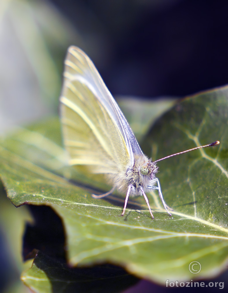 Kupusov bijelac, Pieris brassicae