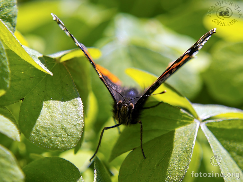 Ljepokrili admiral, Vanessa atalanta