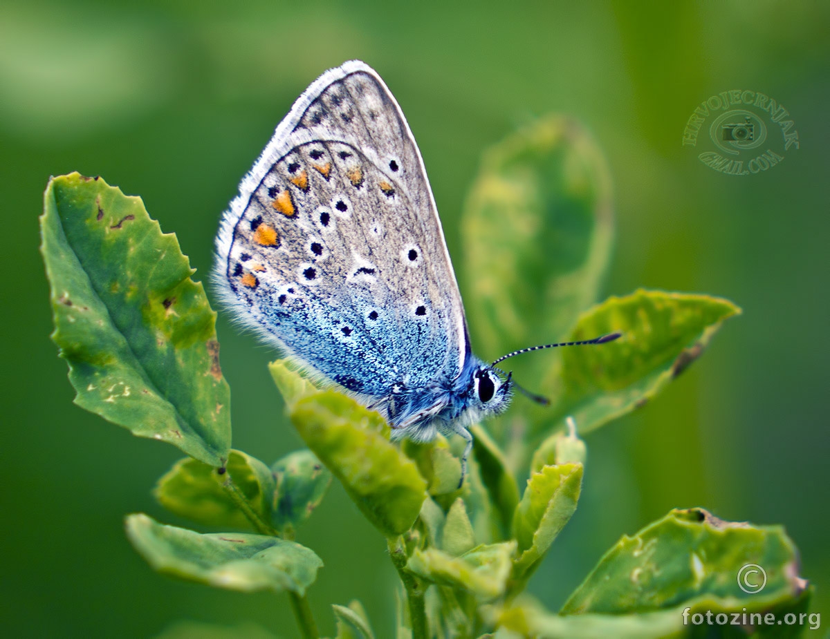 Obični plavac Polyommatus icarus