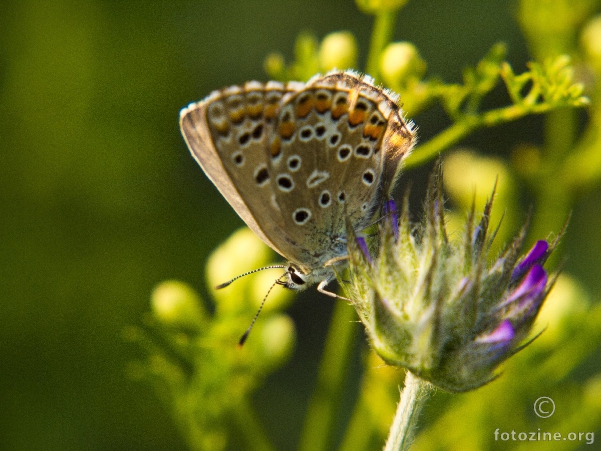 Plavac, Polyommatus bellargus