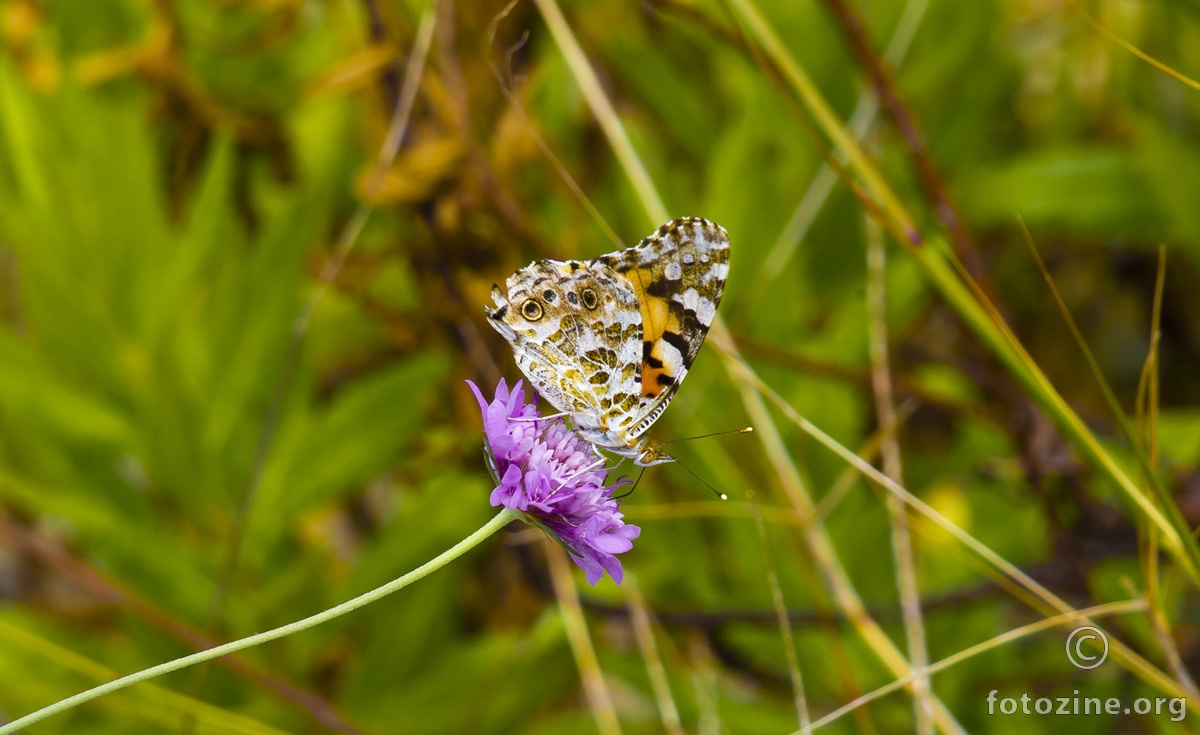 Stričkovac, Cynthia (Vanessa) cardui