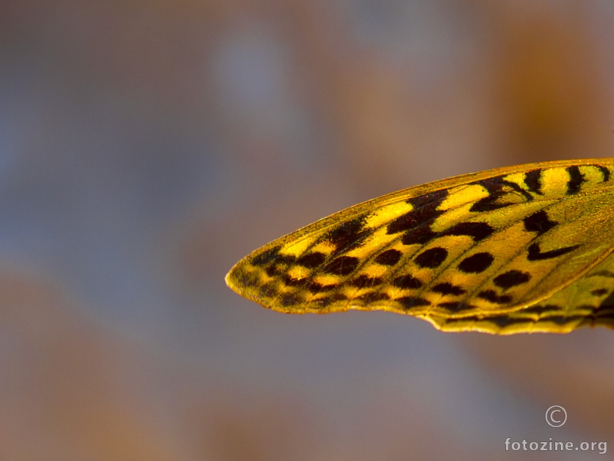 Krilo Kardinala, Argynnis pandora