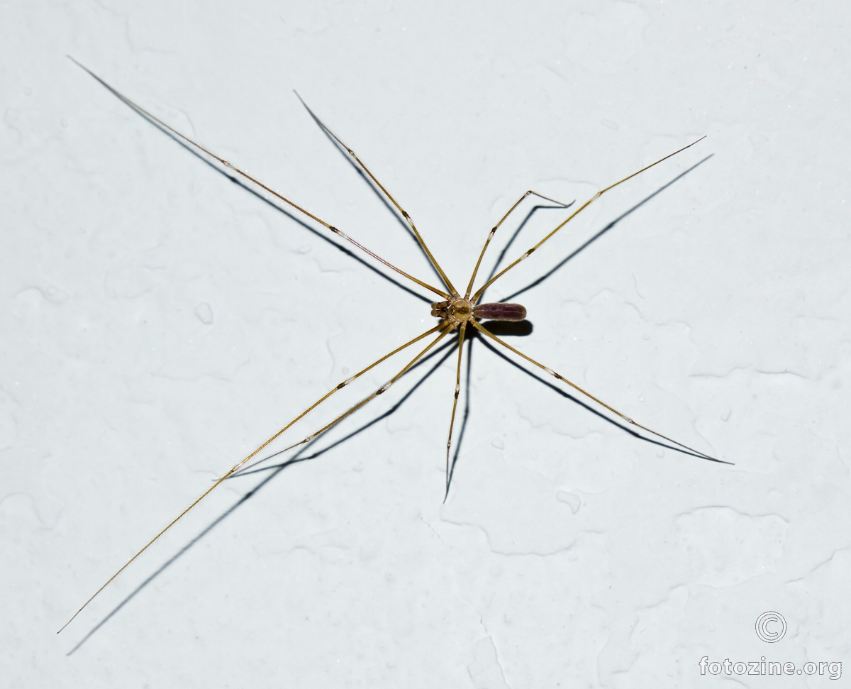 Kućni pauk - Pholcus phalangioides