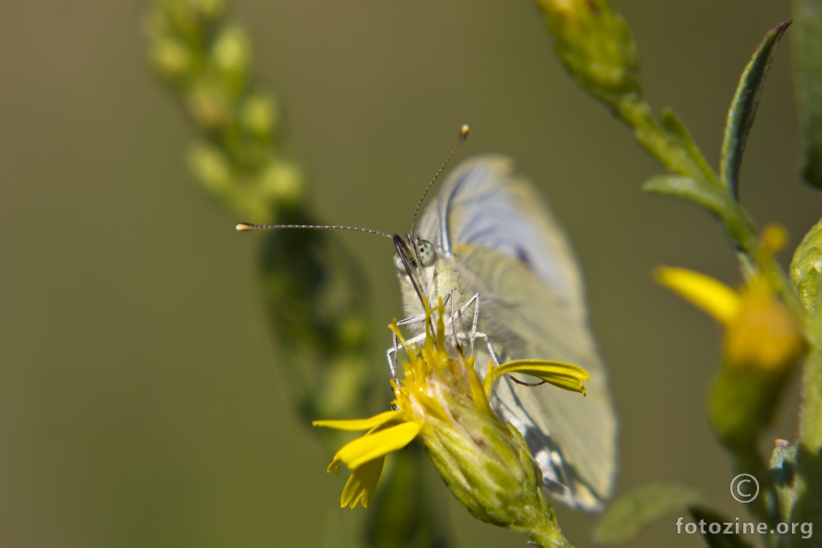 Kupusov bijelac, Pieris brassicae