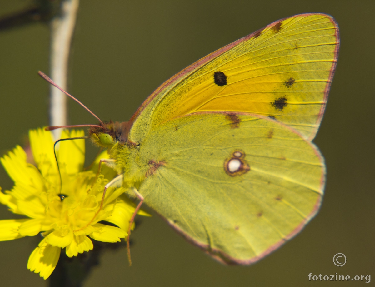 Djetelinska zlatna osmica (Colias alfacariensis)