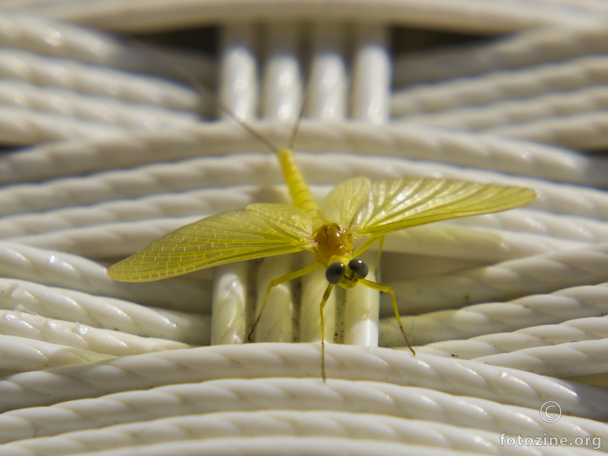 Ephemeroptera, mayfly, doslovan prijevod je Svibanjska mušica