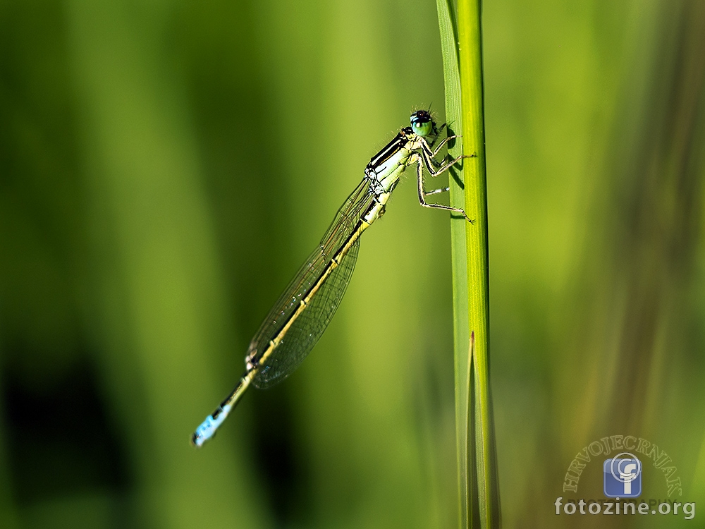 Velika mora (Ischnura elegans)