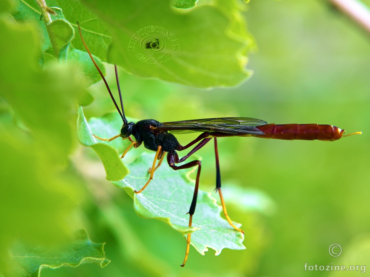 Two-toned Caterpillar Parasite Wasp - Heteropelma scaposum