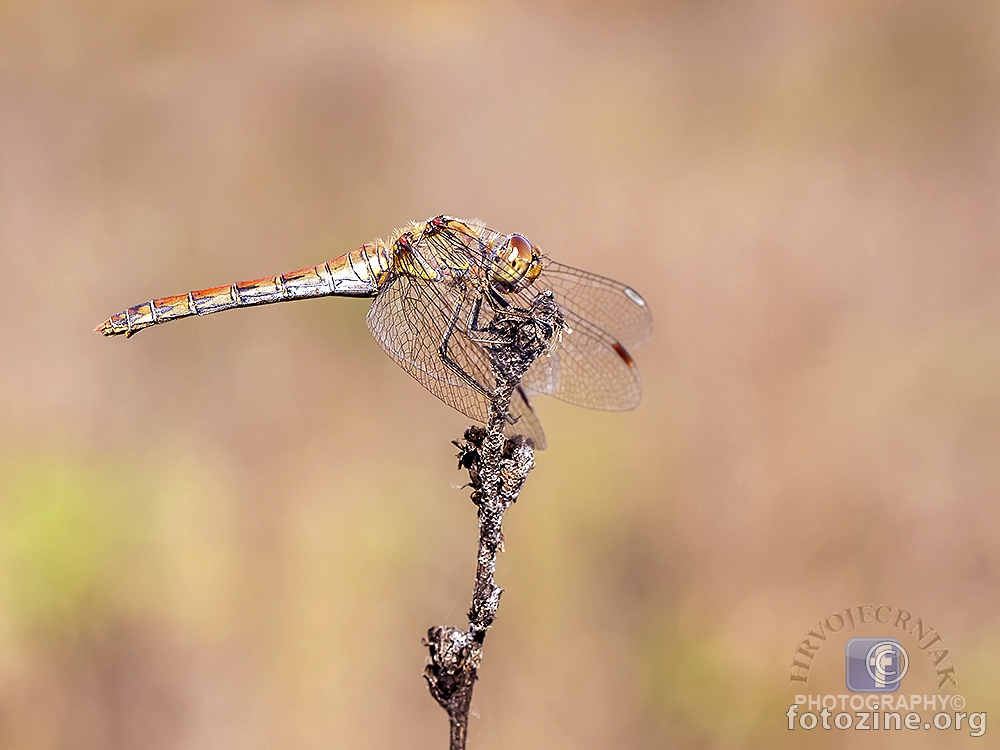 Veliki strijelac Sympetrum striolatum