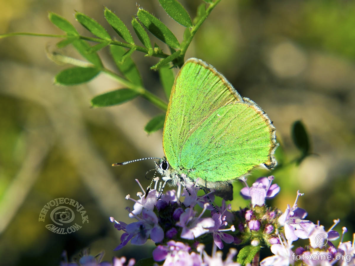 kupinov repkar, zeleni repkar Callophrys rubi