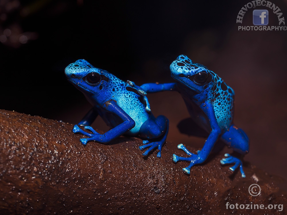 BFF - Blue Frog Friends