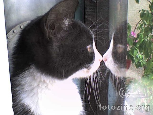 Cat who fell in love with himself