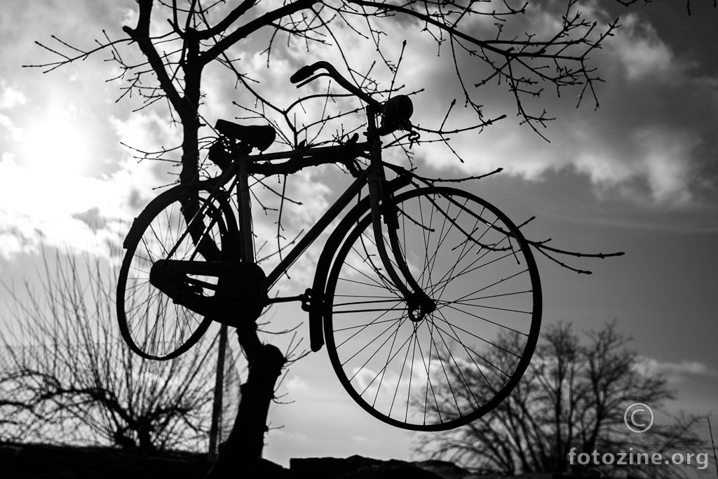 bicikl raste na stablu