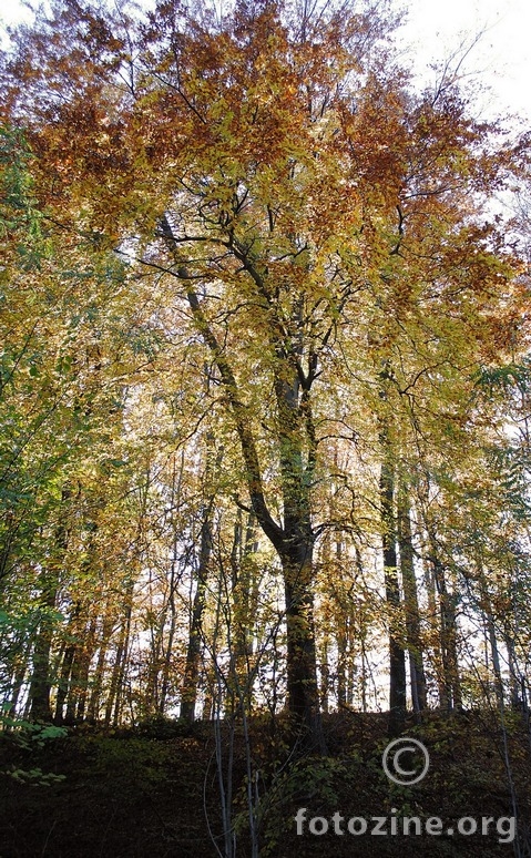 carobno drvo1