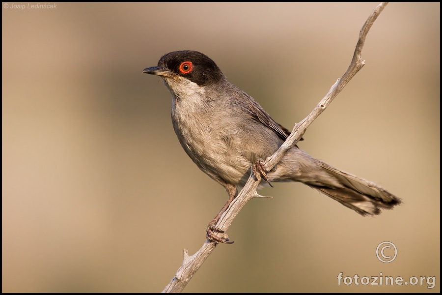 Crnoglava grmuša (Sylvia melanocephala) ♂