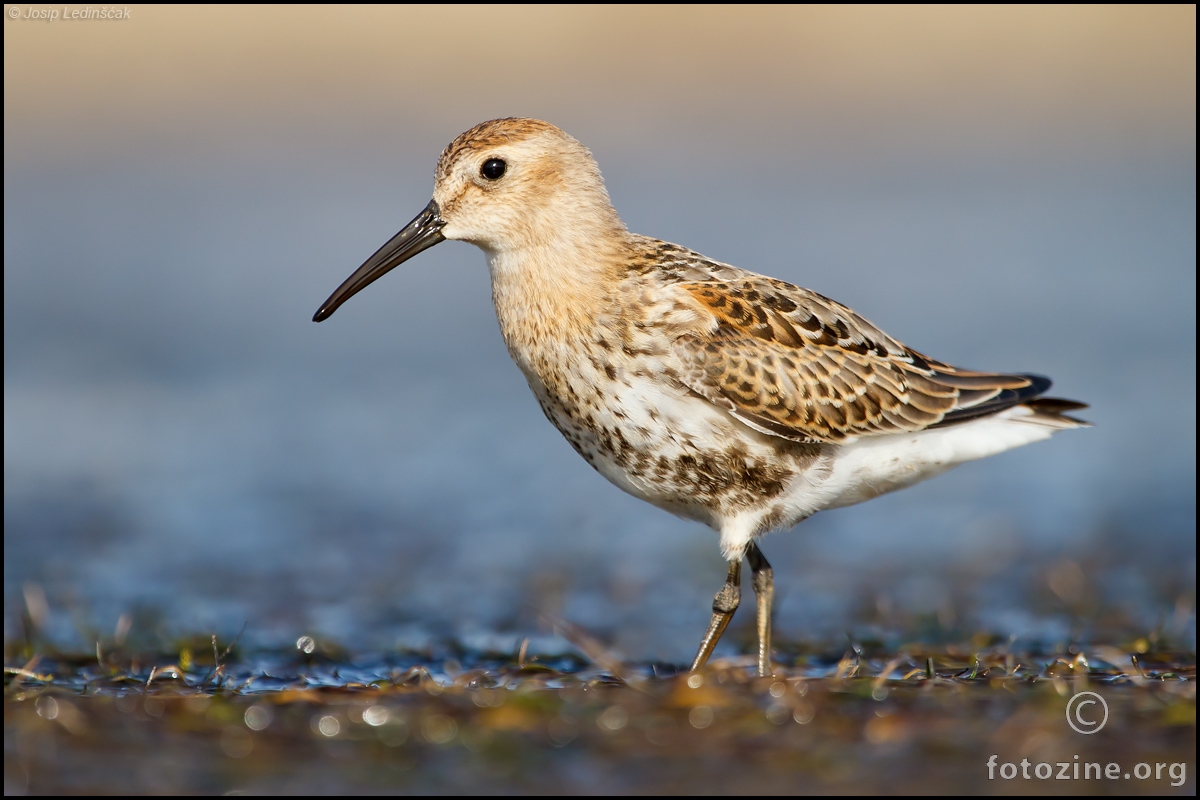 Žalar cirikavac (Calidris alpina)