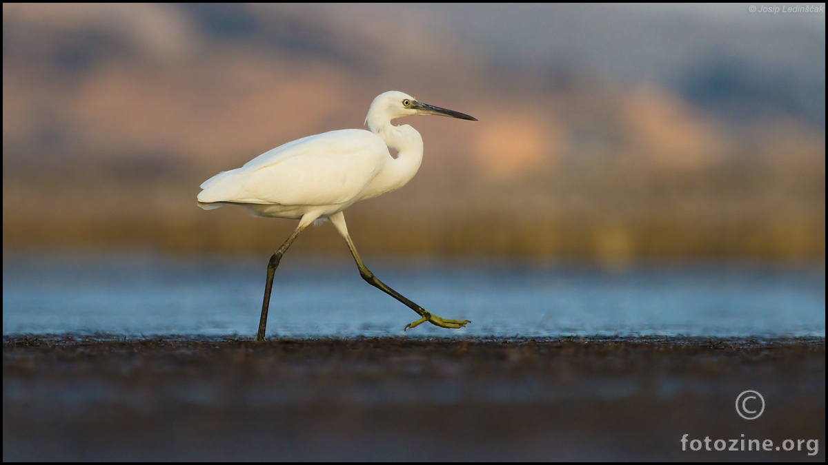 Mala bijela čaplja (Egretta garzetta)