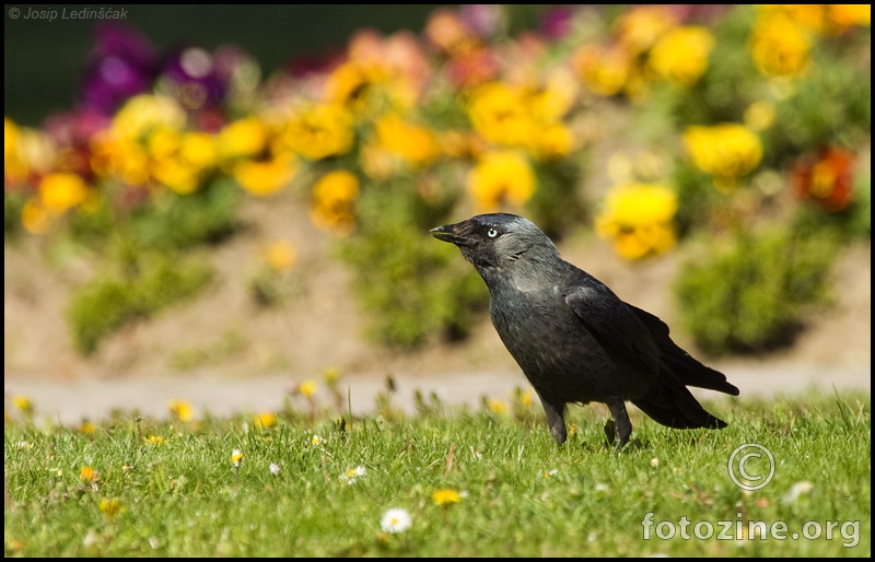 Čavka (Corvus monedula)