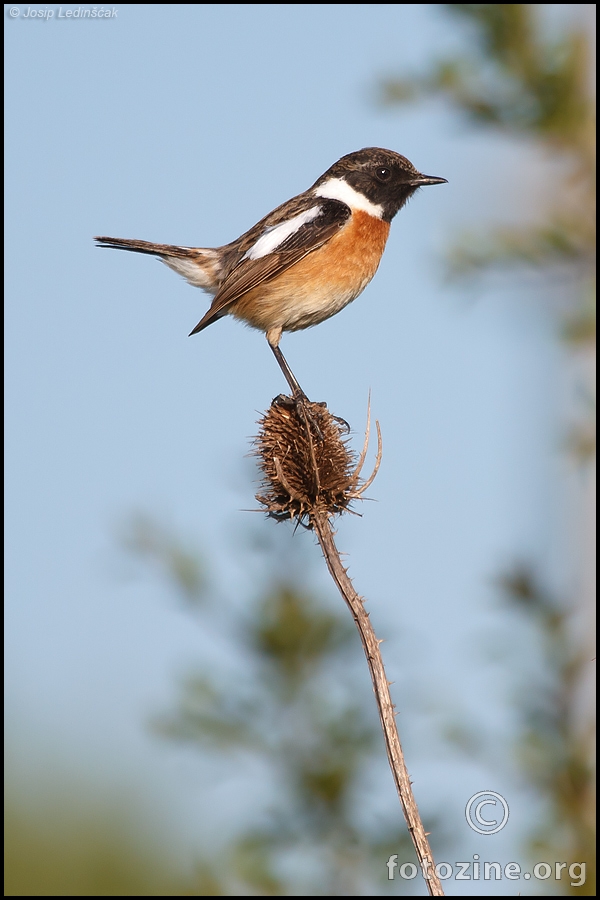 Crnoglavi batić (Saxicola torquata) ♂