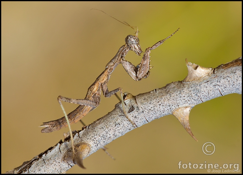 Geomantis larvoides