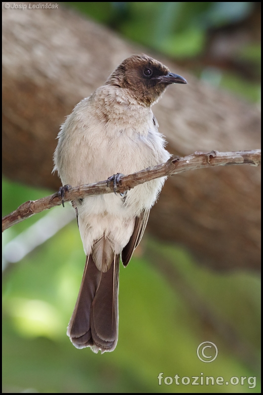 Bulbul (Pycnonotus barbatus)