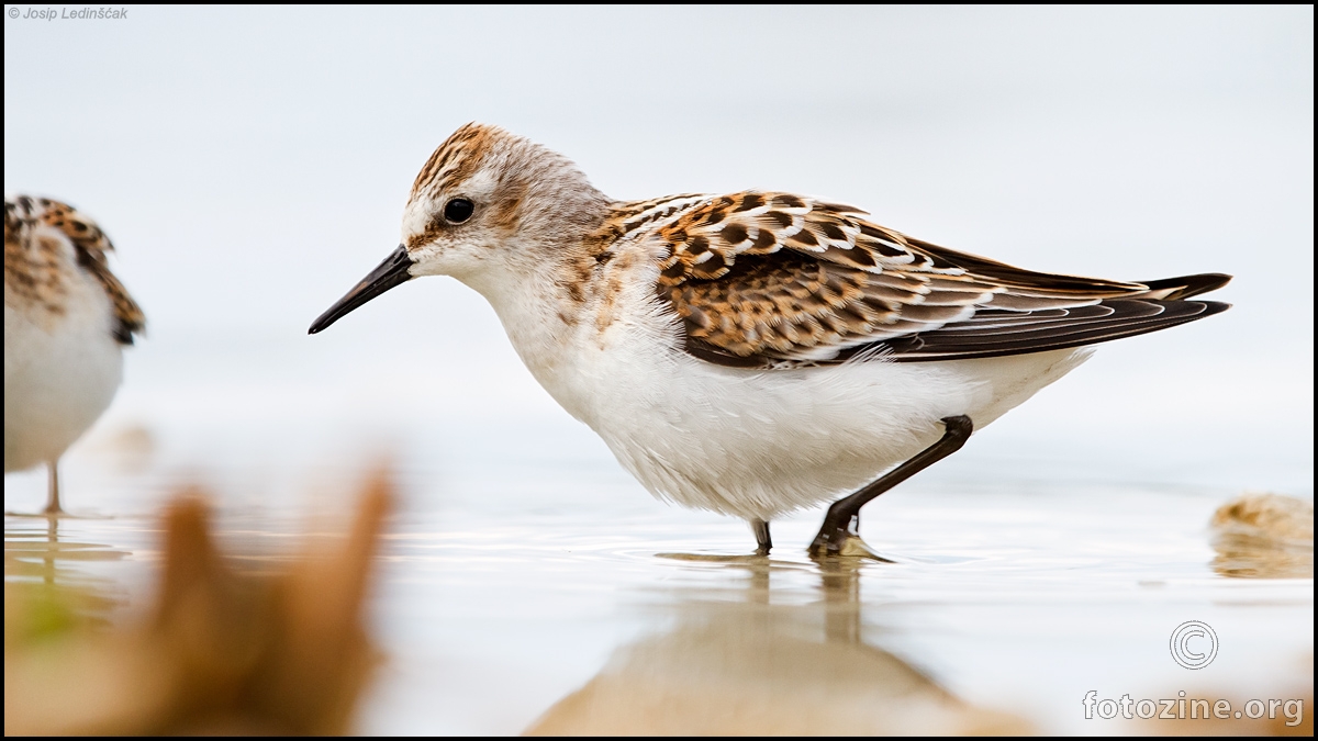 Mali žalar (Calidris minuta)