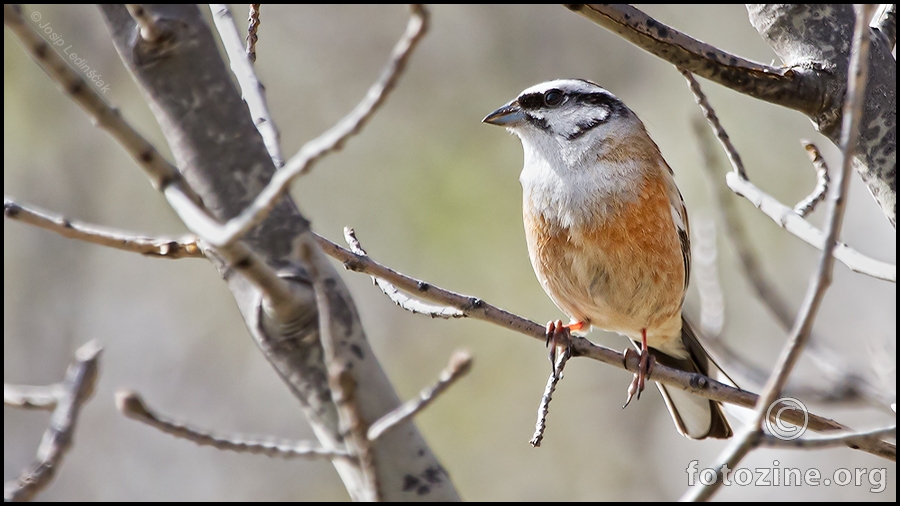 Strnadica cikavica (Emberiza cia) ♂