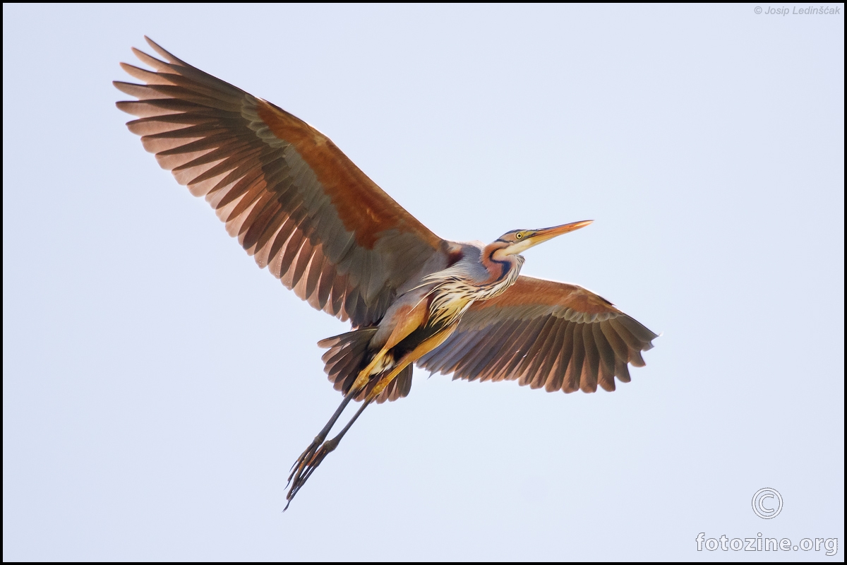 Čaplja danguba (Ardea purpurea)