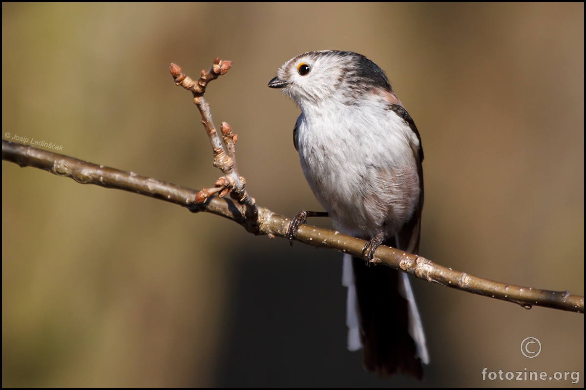 Dugorepa sjenica (Aegithalos caudatus)