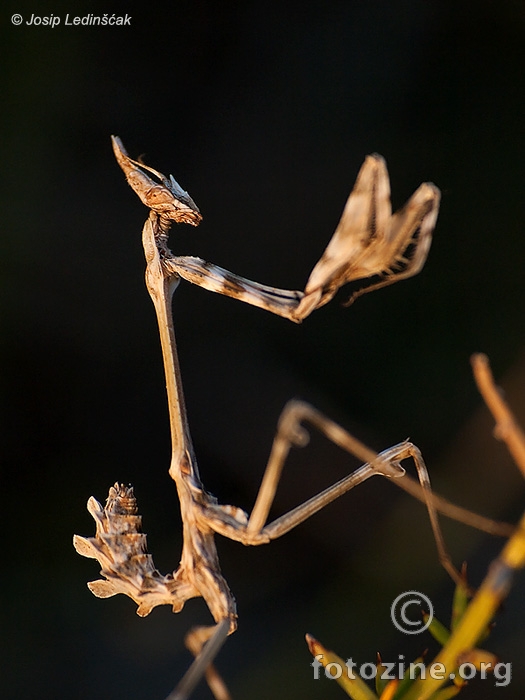 Empusa fasciata