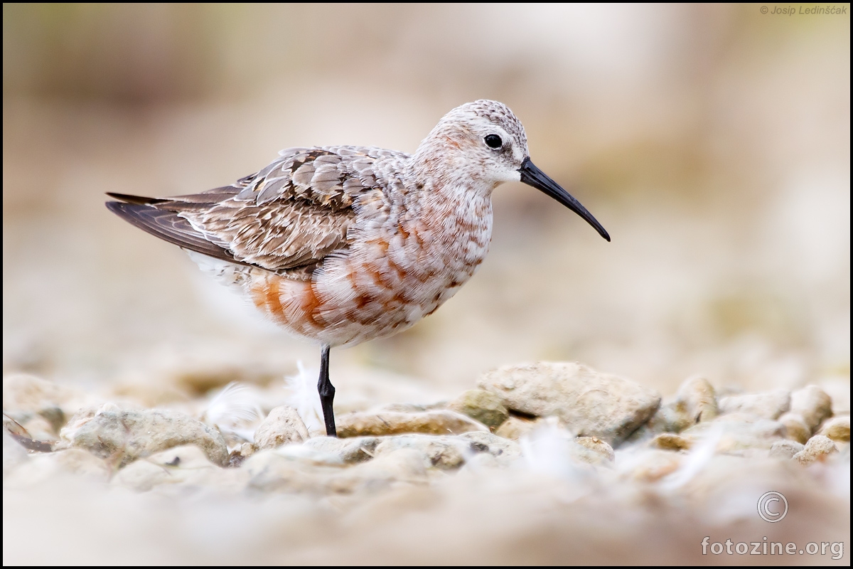 Krivokljuni žalar (Calidris ferruginea)